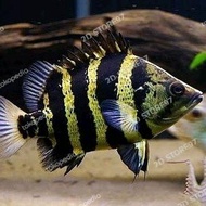 ikan hias datz Papua