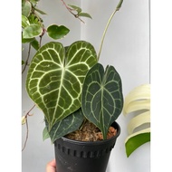 anthurium clarivernium dark form