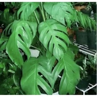 bibit monstera ekor naga kings / bonggol monstera king jungle