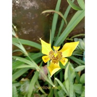 POKOK BUNGA IRIS KUNING/YELLOW IRIS