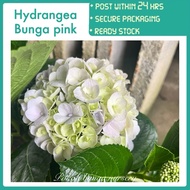 PBN - hydrangea bunga pink - (ade bunga) siti zubairah 3 bulan pokok bunga nursery flower garden lan
