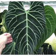 anthurium regale baby Anakan