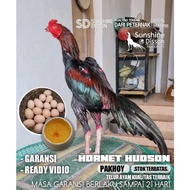 Ayam Bangkok Super pakhoy brakot punggung telur tetas hornet hudson
