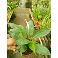 Peace Lily ( Sudah Berbunga ) 🌸