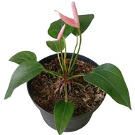 Tanaman Hias Bunga Anthurium Mini Pink - Bibit Tanaman Hias Anthurium
