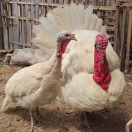 Ayam kalkun putih indukan