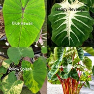 Colocasia Nancy Revenge, Yellow Splash, Blue Hawaii, Hawaiian Punch, Dark Widow, Tea party, Emerald 