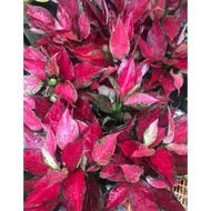 AGLAONEMA RUBY RED GARUDA RUMPUN 3+