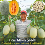 ปลูกง่าย เมล็ดสด100% เมล็ดพันธุ์ ฮามิ เมล่อน บรรจุ 100เมล็ด Hami Melon Seeds Sweet Cantaloupe Fruit Seeds for Planting บอนสี เมล็ดผลไม้ ต้นไม้ผลกินได้ เมล็ดพันธุ์ผัก พันธุ์ไม้ผล บอนไซ ต้นบอนสี เมล็ดบอนสี ต้นผลไม้ ต้นไม้แคระ ผลไม้อร่อย อร่อยมาก เมล็ดดอกไม้