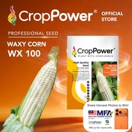 Benih Jagung Corn Seed 玉米种子 CROP POWER SC 9001 SS 232 SS 932 SS 632 SCP 1311 WX 100 WX 200 WX 300 SC
