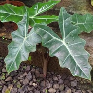 Kedai Tanaman Alocasia Keladi Liku Lokal Kuping Gajah Keladi Amazon