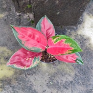 aglaonema suksom jaipong/aglaonema