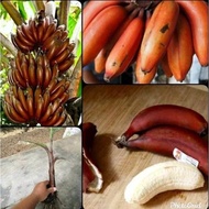 SULUR POKOK PISANG RAJA UDANG / PISANG MERAH 'Red Dacca'