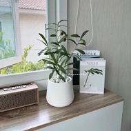 (NEW)เซ็ตต้นมะกอกโอลีฟ + กระถางมินิมอล 🫒 (OLIVE TREE) สูง 45-50 ซม. ฟรี!!หินตกแต่ง ต้นไม้ปลอมตกแต่งบ
