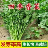 Daquan Vegetable Coriander Seed Coriander Seed Coriander Seed Edible Seed Farm Seed Potted Seedling 