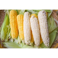 金马仑白玉米 / 黄色玉米 Cameron White Corn / Yellow Corn ( 1 or 3 pcs)