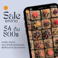 แคคตัสยกถาด ! แอสโตรไฟตั้มยิมโนด่างLB 2178 (CG02)