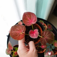 Caladium Thailand Pinky Boy / Keladi Siam Thailand Pinky Boy  / 泰国彩叶芋