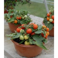 Dwarf cherry tomato plant in flower