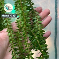 90s Greenovation Hanging Plant Huperzia Fern Mata Gaji/Sisik Ikan 鱼鳞石松 悬挂植物 (Rare)