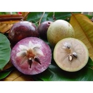 anak pokok Apple Star Hubrid buah manis semulajadi