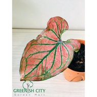 GNC - Caladium Strawberry Live Plant Pokok Keladi Hiasan Rare