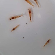 udang hias red mosura aquascape