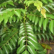 Fresh Curry Leaves Picked Directly Post 5 Twigs
