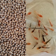 pakan/ bibit ikan koi blitar size 3-5cm paket 57 ekor