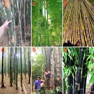เมล็ดพันธุ์ ไผ่ ( Bamboo Seed ) มีให้เลือก 6 แบบค่ะ จำนวนเมล็ดอยู่ที่รายละเอียดสินค้าค่ะ