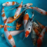 NEW BIBIT IKAN KOI GRADE A