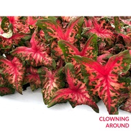 CLOWNING AROUND Keladi Caladium USA Thai Thailand ANYA ANYA