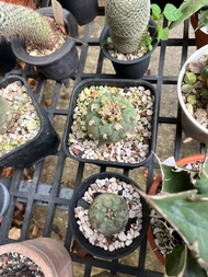 銀冠玉 Lophophora fricii 多肉植物 塊根 各$200