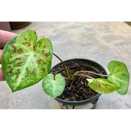 KELADI THAILAND/THAI/SIAM CALADIUM MURAH