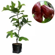 Bibit Jambu Citra Hasil Okulasi Jambu Air Jambu Madu Deli Jambu Jamaika
