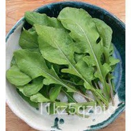 [Plantfilled] Large Leaf Arugula Rocket Seeds for planting| Vegetable | Approx. 15 Seeds/blouse/unde