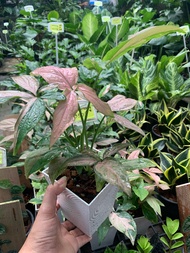 ต้นเงินไหลมา ด่างชมพู (Syngonium Podophyllum Pink Splash) เงินไหลมาสามกษัตริย์ ไม้มงคล ใบด่างสีชมพู ไม้ฟอกอากาศ นิยมปลูกในบ้าน ทำให้เงินทองไหลมาเทมาเข้าบ้านร่ำรวย จัดส่งในกระถาง 4 นิ้ว ต้นสูง 10-15 ซม ใบด่างชมพู