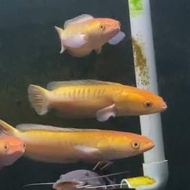 Hiasan Ikan Toman Xantic/Golden