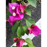 KERATAN POKOK BUNGA KERTAS