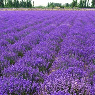 80 pcs lavender seeds/Biji benih bunga lavender/薰衣草花种子