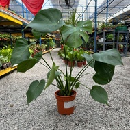 90s Greenovation Live Plant Monstera Deliciosa 龟背竹 P150