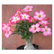 Live plant * 8 inci POT *# KHZ # Adenium pokok kemboja 富贵花