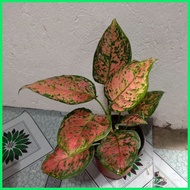 ¤ ∆ Pink Valentine Aglaonema