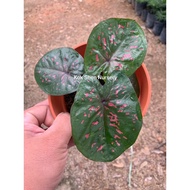 Caladium Darth Maul Hijau/Keladi Thailand/Limited Edition/Bunga Hidup