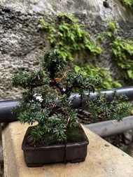 日本「一位」羅漢松
