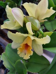 กล้วยไม้สกุลแคทลียา(Cattleya) สีเหลืองปากแดง ดอกปานกลาง ดอกหอม ติดดอกแล้ว จัดส่ง สินค้าตามรูป