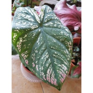 Pokok Keladi Viral / Debutante Caladium / Keladi Rare  / Pokok Hidup