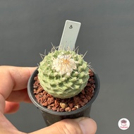 สตรอมโบ Strombocactus Disciformis กระบองเพชร แคคตัส ไม้อวบน้ำ cactus&amp;succulent