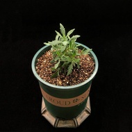 SG465-甜薰衣草優選株🔥精品植物小盆栽禮物🔥