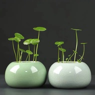 Aesthetic Ceramic Pot/Pennywort/Cantella Asiarica Plant/Indoor Cute Korean Pot/Pasu Kecil Comel/小清新陶